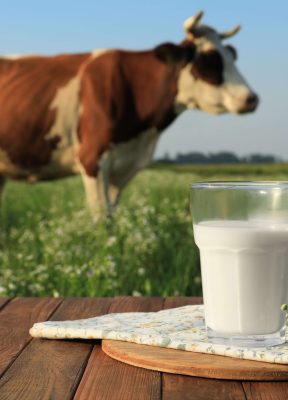 leche-con-camomiles-en-mesa-de-madera-y-vaca-pastando-en-pradera (1)